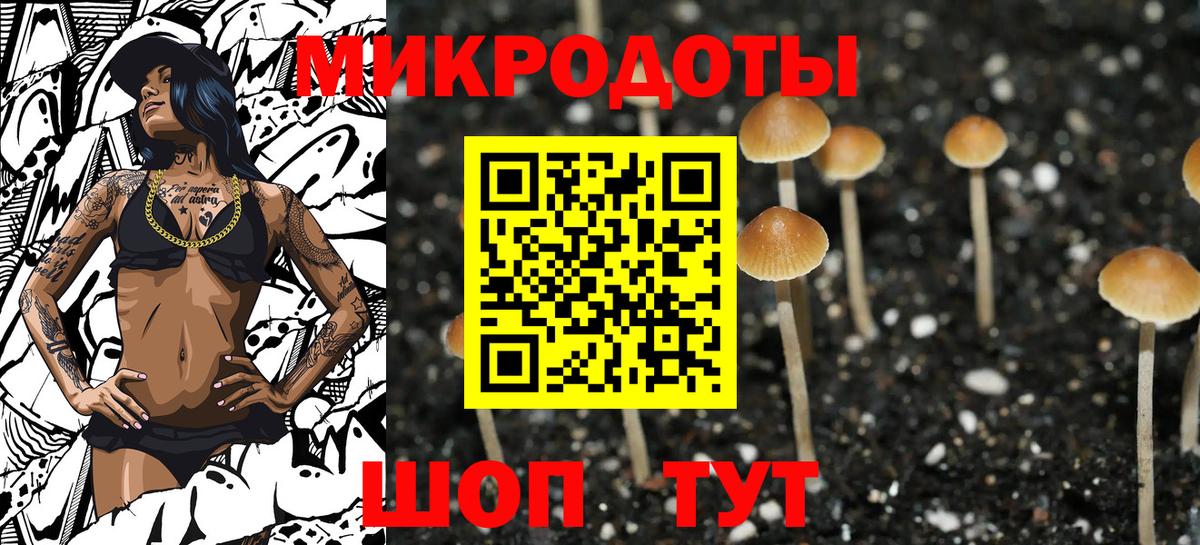 Галлюциногенные грибы Psilocybe Абакан